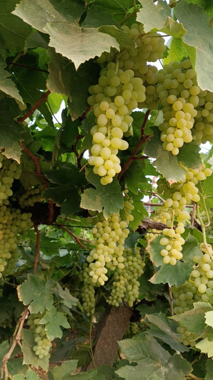Grapes - Green
