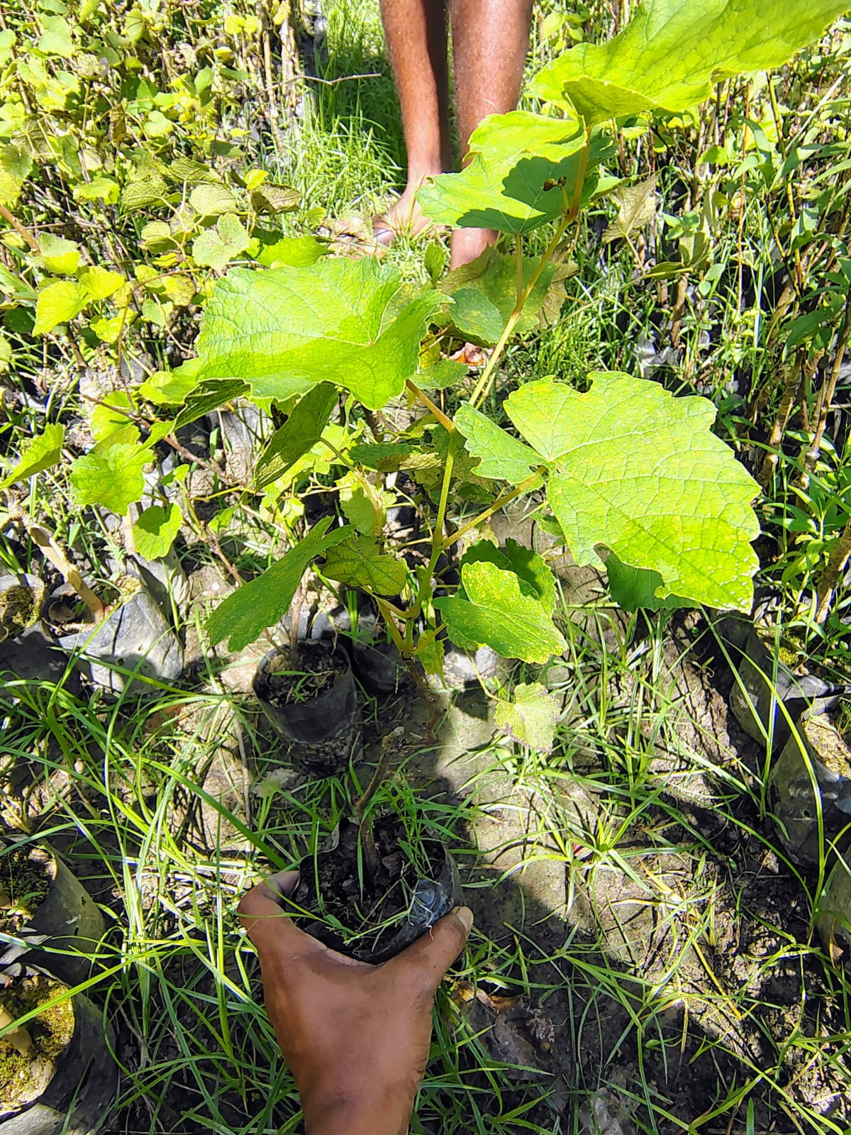 Grapes - Green - Image 2