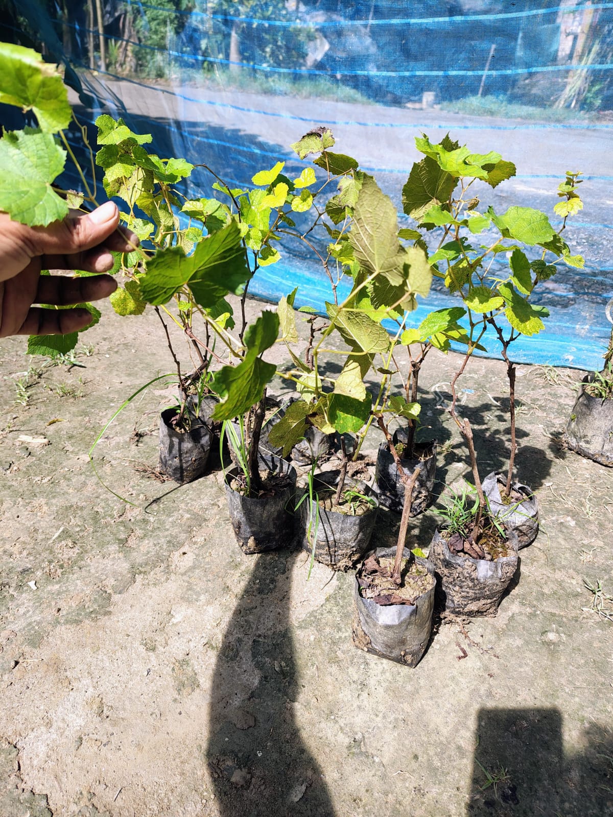 Grapes - Green - Image 3