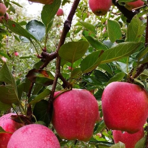 HR-99 Apple
