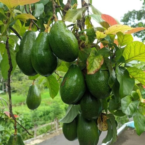 Hass Avocado