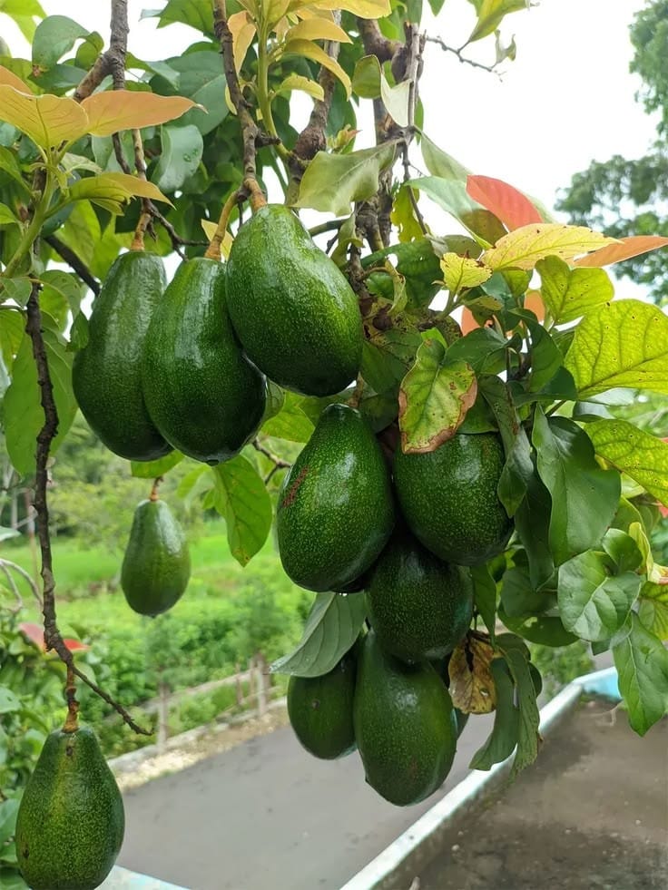 Hass Avocado