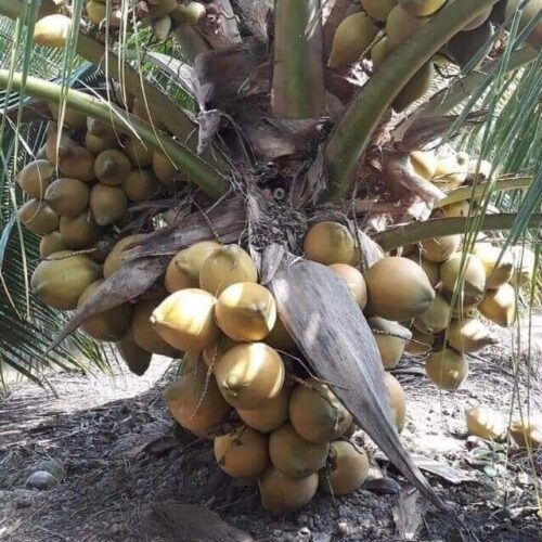 Hazari Coconut