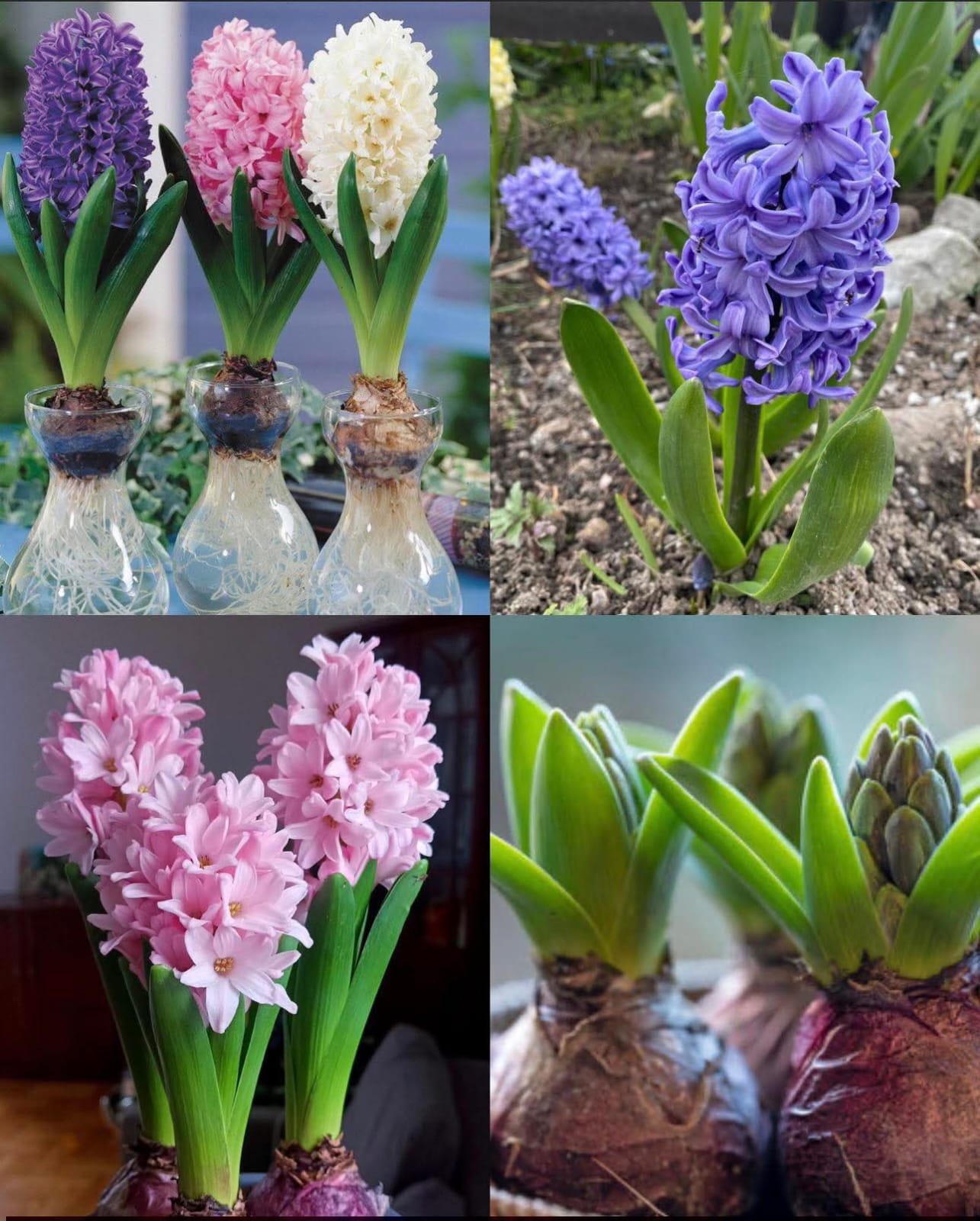 Hyacinth Bulbs (Pack of 10)