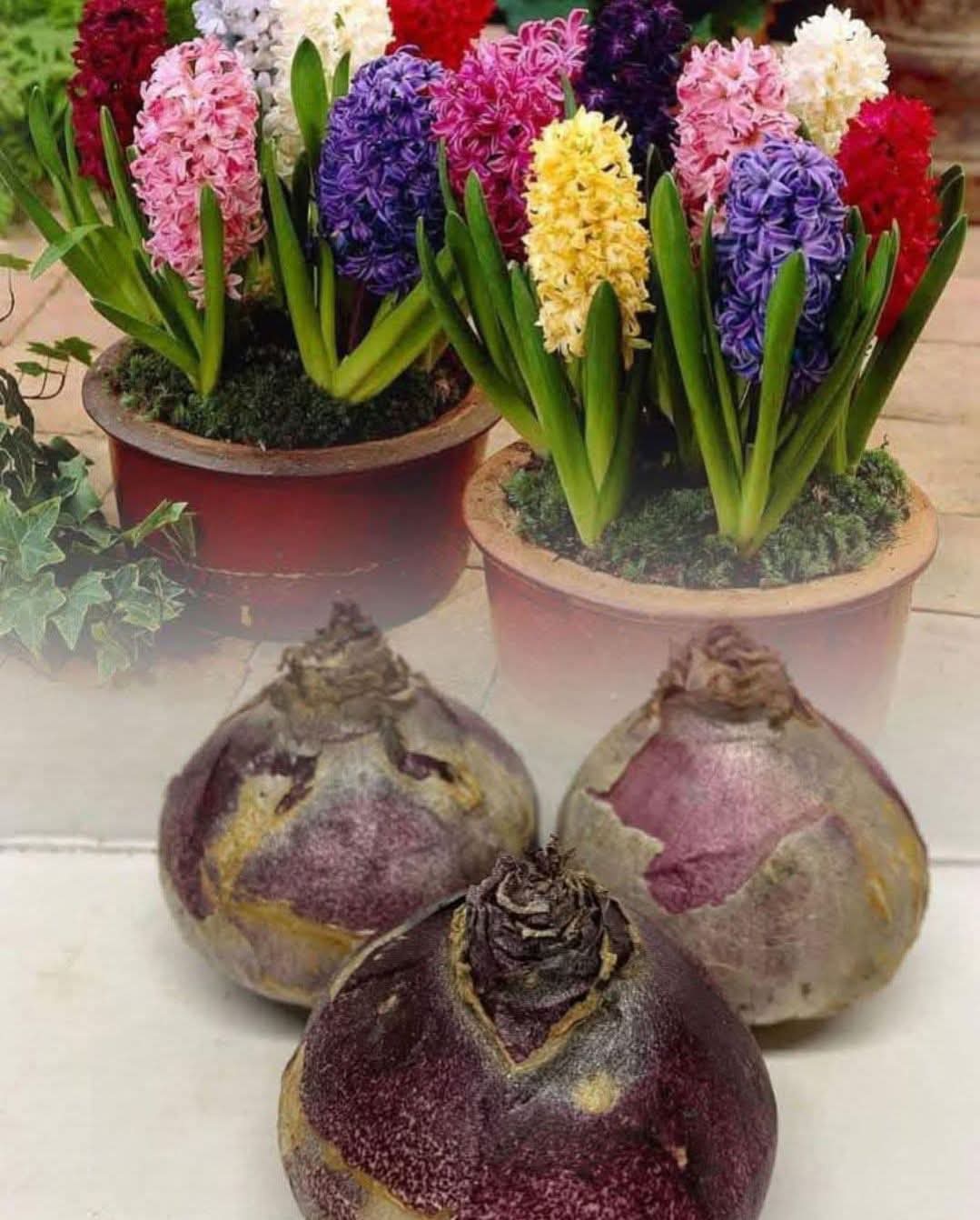Hyacinth Bulbs (Pack of 10)