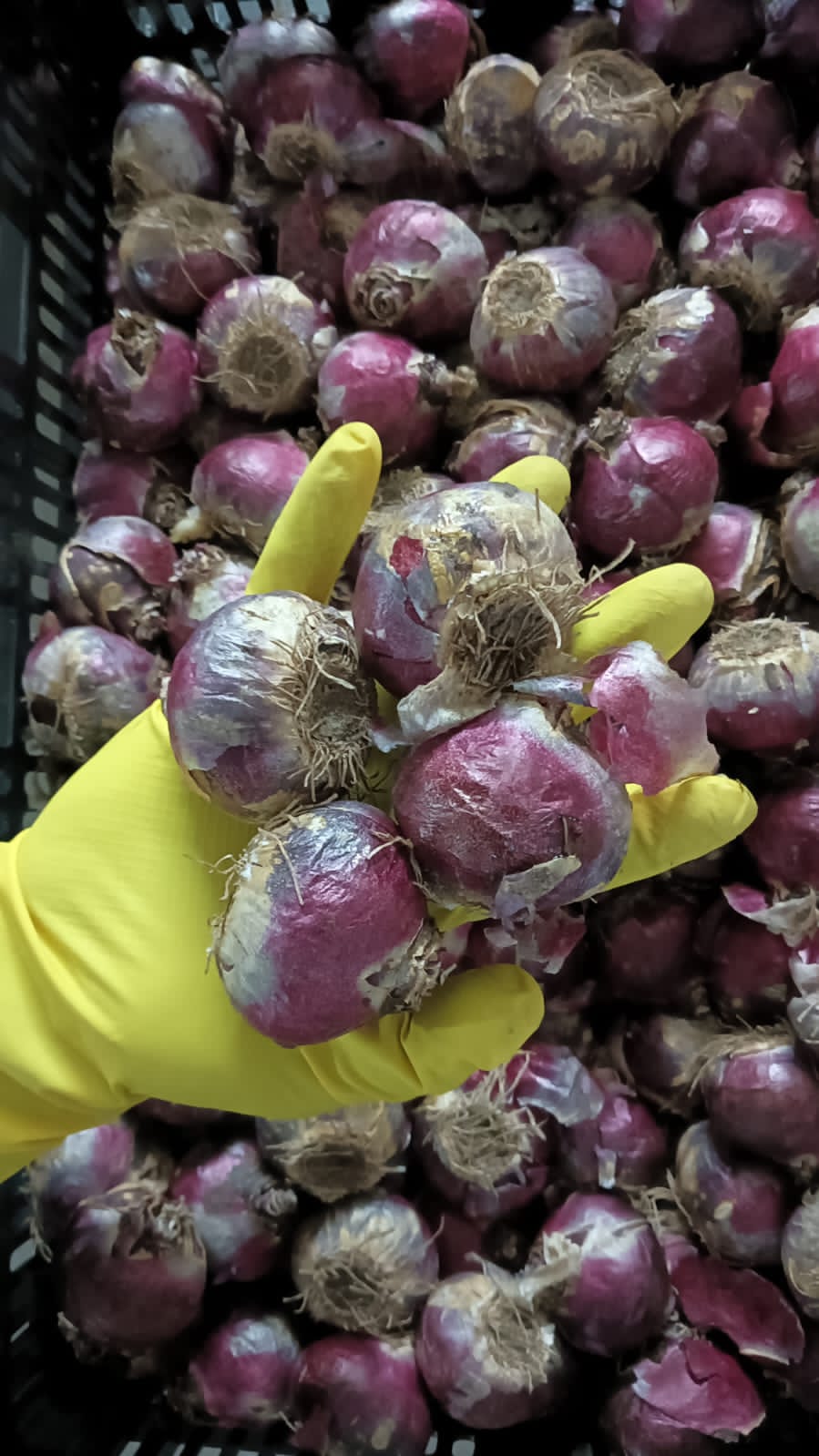 Hyacinth Bulbs (Pack of 5 Different Colours)