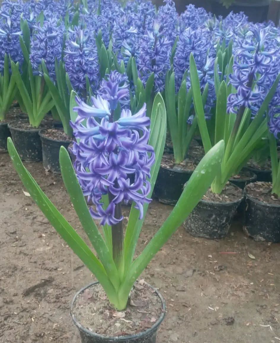 Hyacinth Bulbs (Pack of 5 Different Colours)