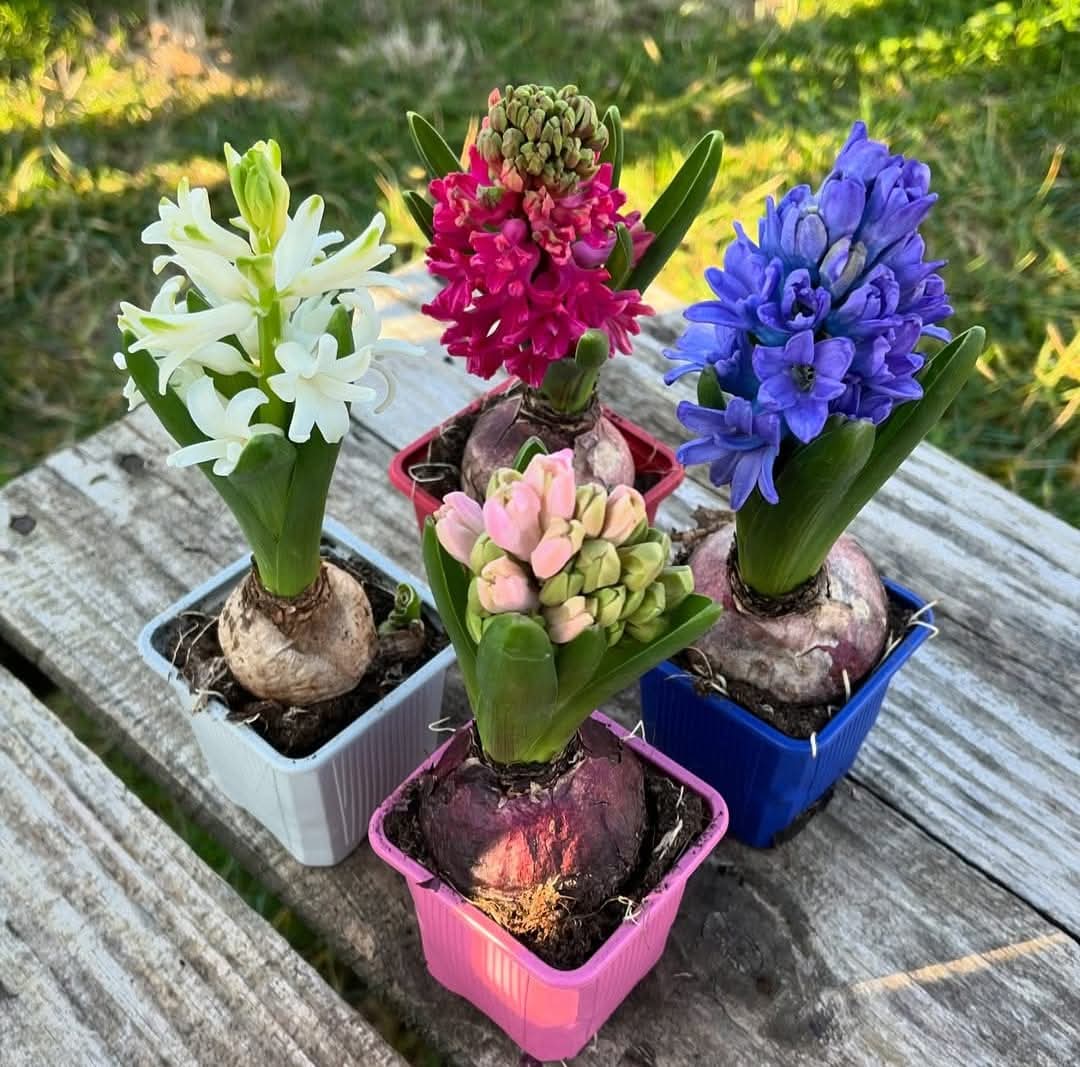 Hyacinth Bulbs (Pack of 5 Different Colours)
