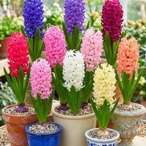 Hyacinth Bulbs (Pack of 5 Different Colours)