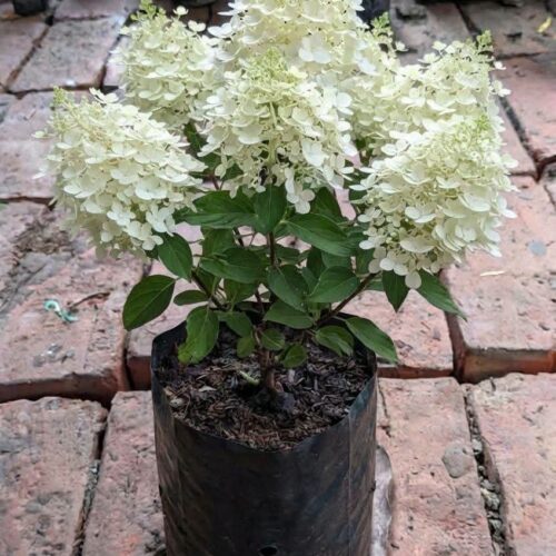 Hydrangea Paniculata