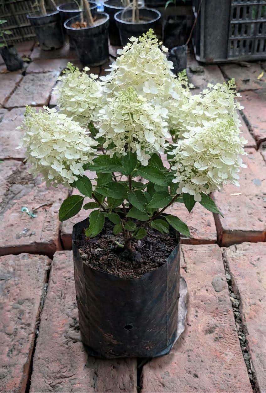 Hydrangea Paniculata