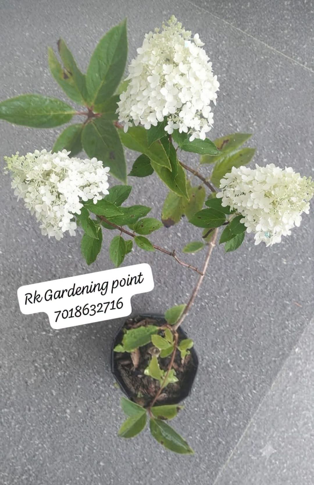 Hydrangea Paniculata