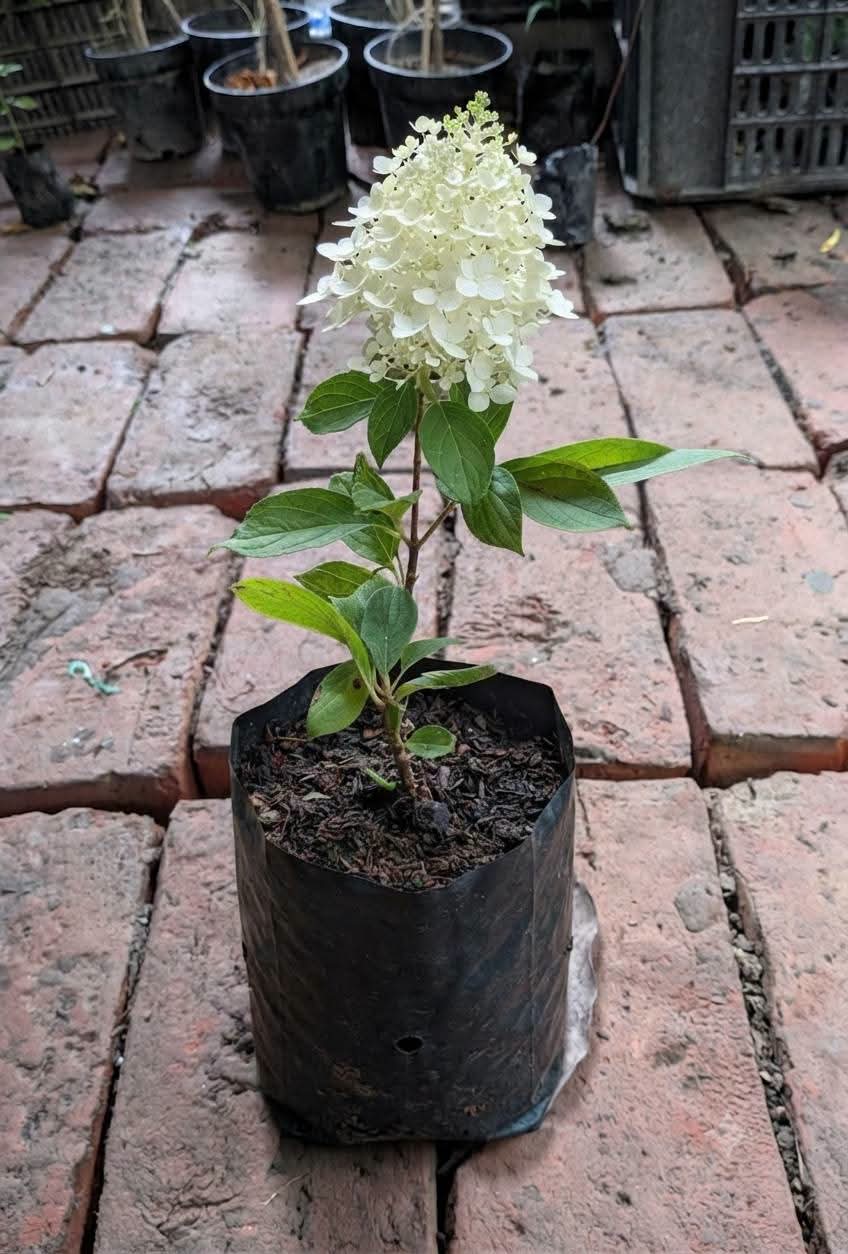Hydrangea Paniculata