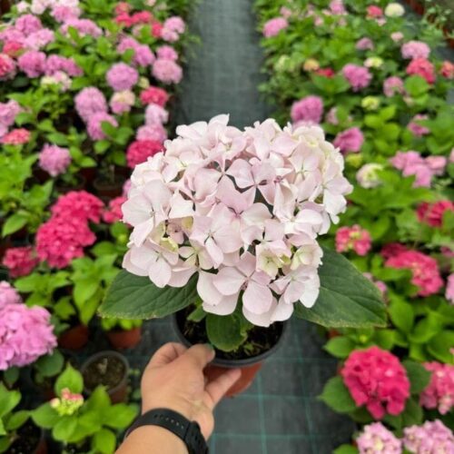 Hydrangea Pink