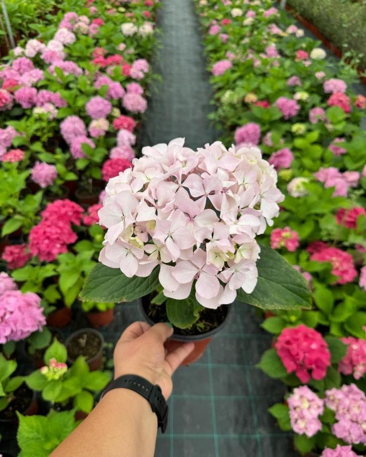 Hydrangea Pink