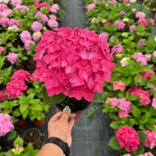 Hydrangea Red