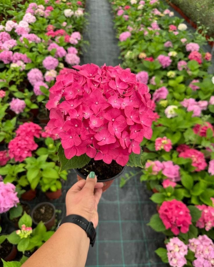 Hydrangea Red