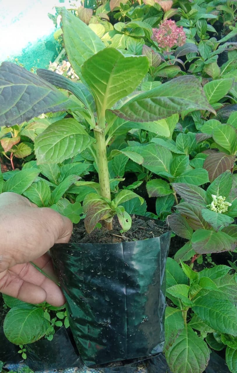 Hydrangea Red