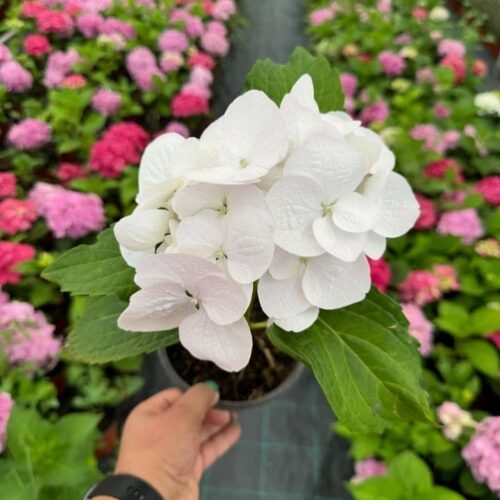 Hydrangea White