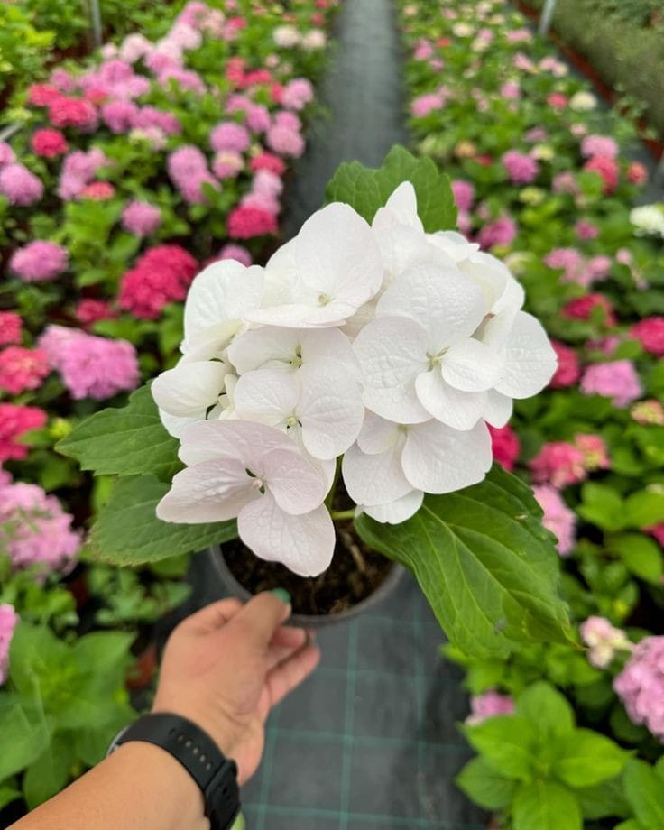 Hydrangea White