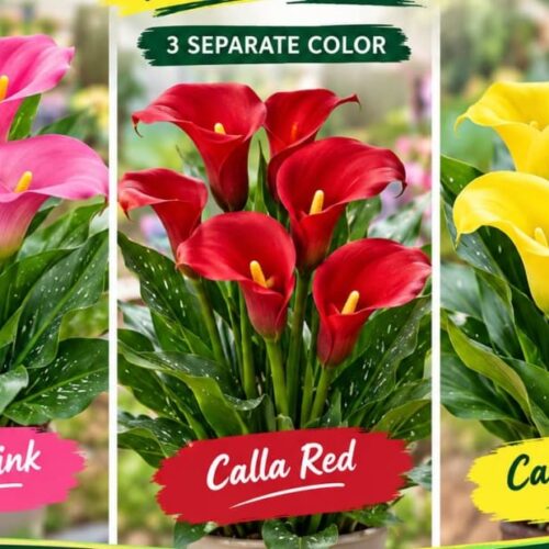 Imported Calla Lilies (Pack of 3 Bulbs)