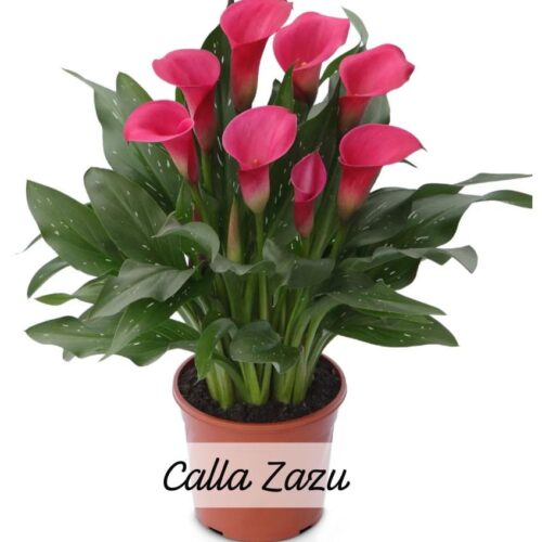 Imported Calla Lily Pink
