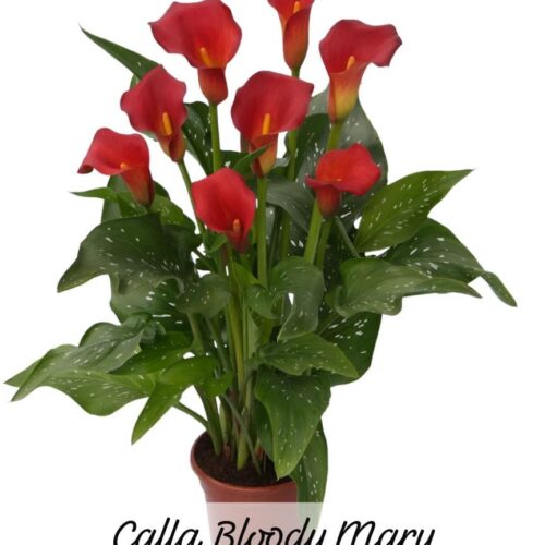 Imported Calla Lily Red