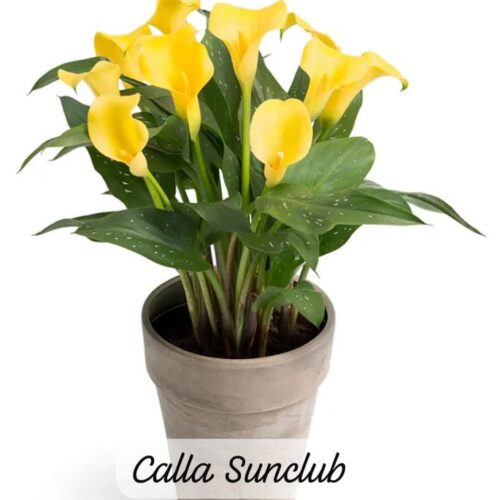 Imported Calla Lily Yellow