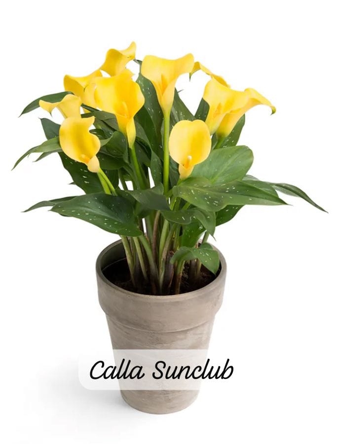 Imported Calla Lily Yellow