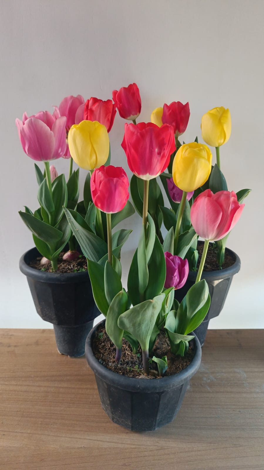 Imported Tulip Bulbs (Pack of 10 Different Colours)