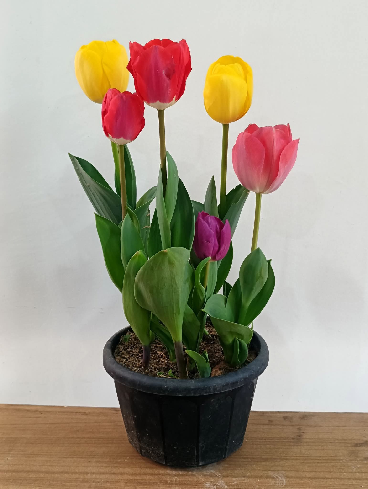 Imported Tulip Bulbs (Pack of 10 Different Colours)