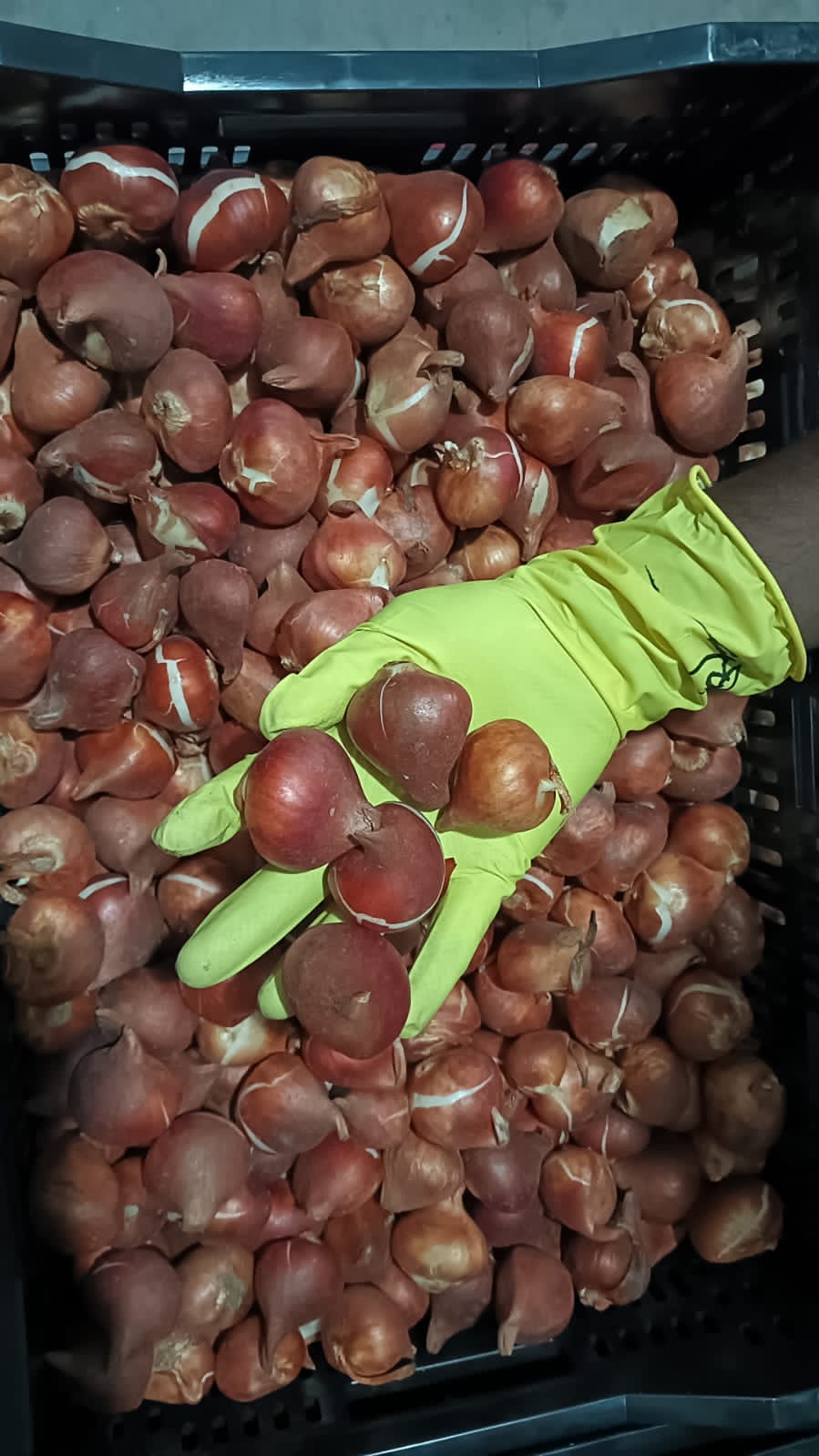 Imported Tulip Bulbs (Pack of 10 Different Colours)