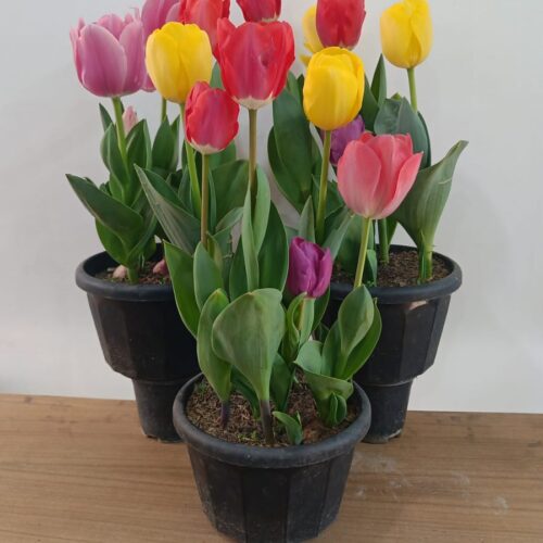 Imported Tulip Bulbs (Pack of 5 Different Colours)