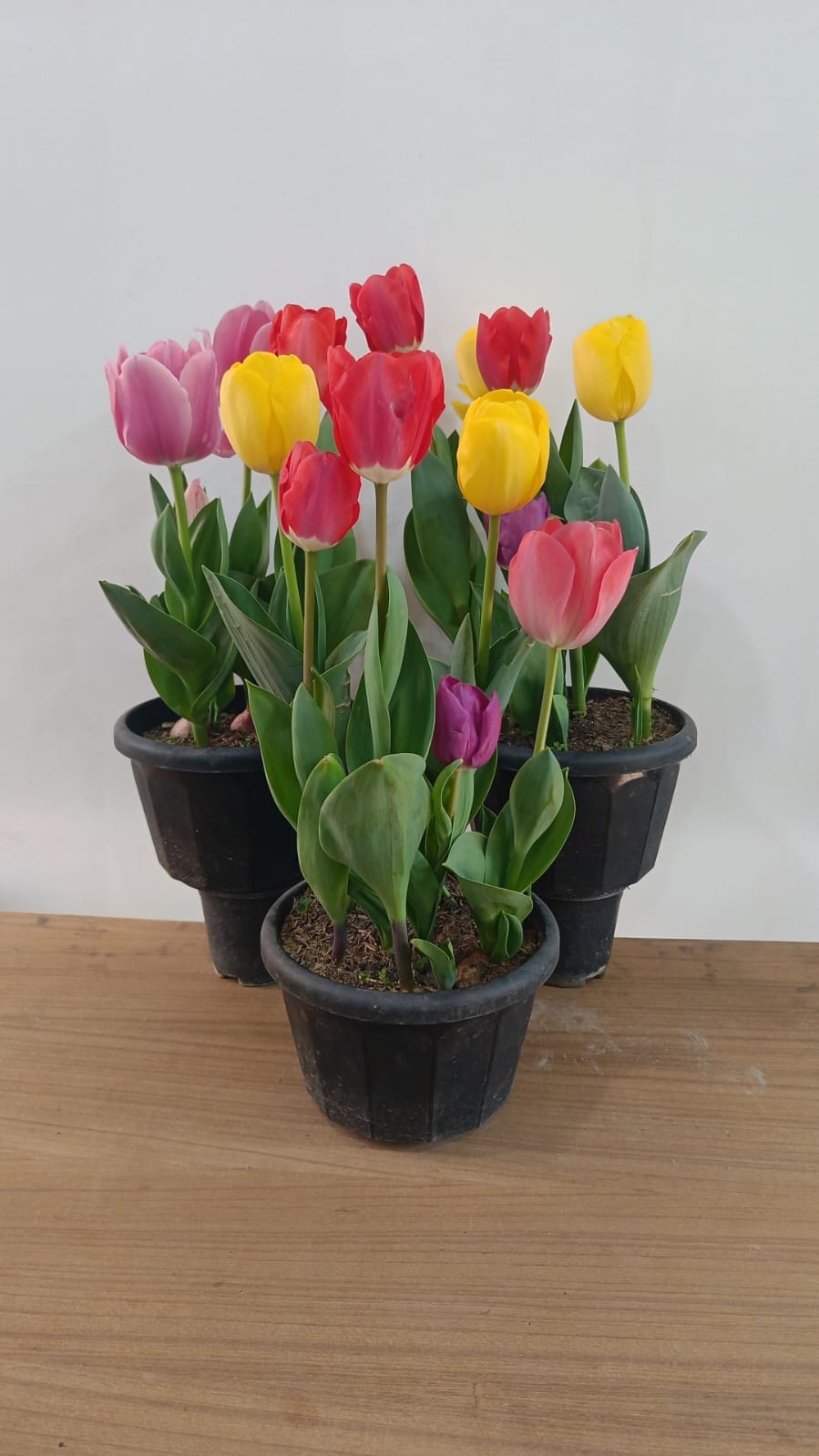 Imported Tulip Bulbs (Pack of 5 Different Colours)