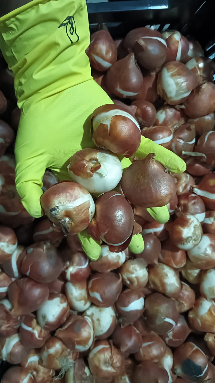 Imported Tulip Bulbs (Pack of 5 Different Colours)
