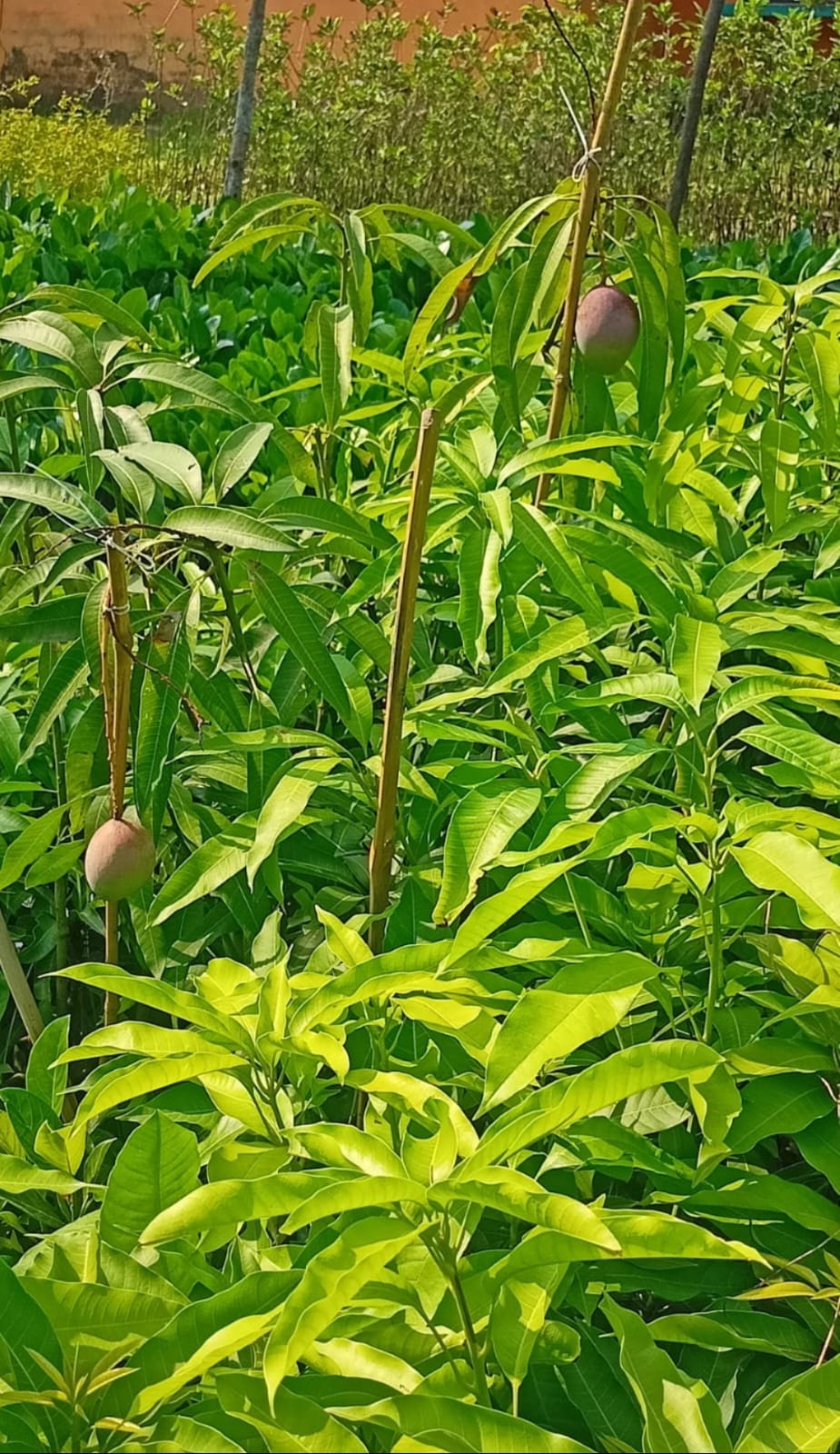 Japanese Miyazaki Mango - Image 2