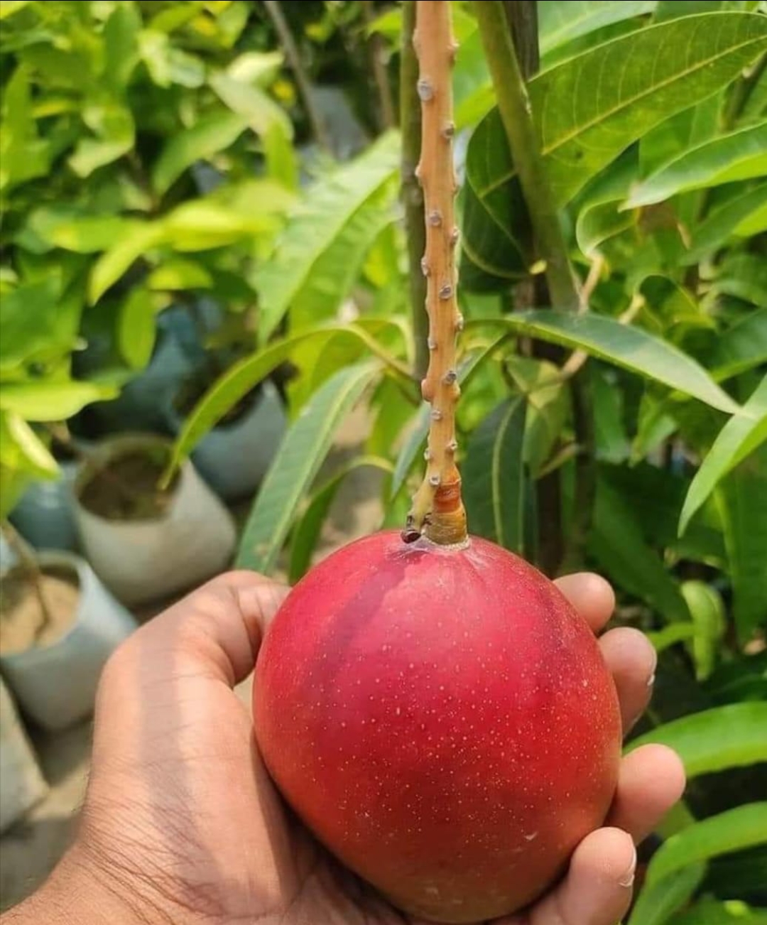 Japanese Miyazaki Mango - Image 3