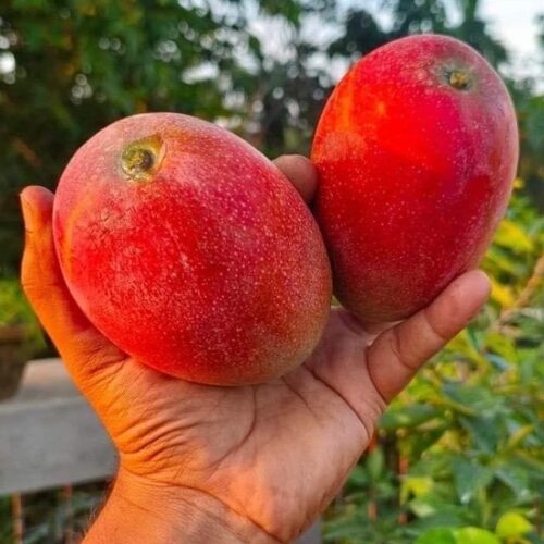 Japanese Miyazaki Mango