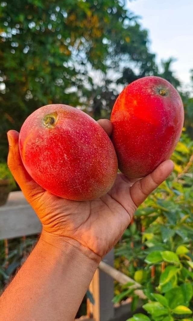 Japanese Miyazaki Mango