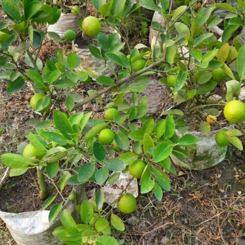 Kagzi Lemon