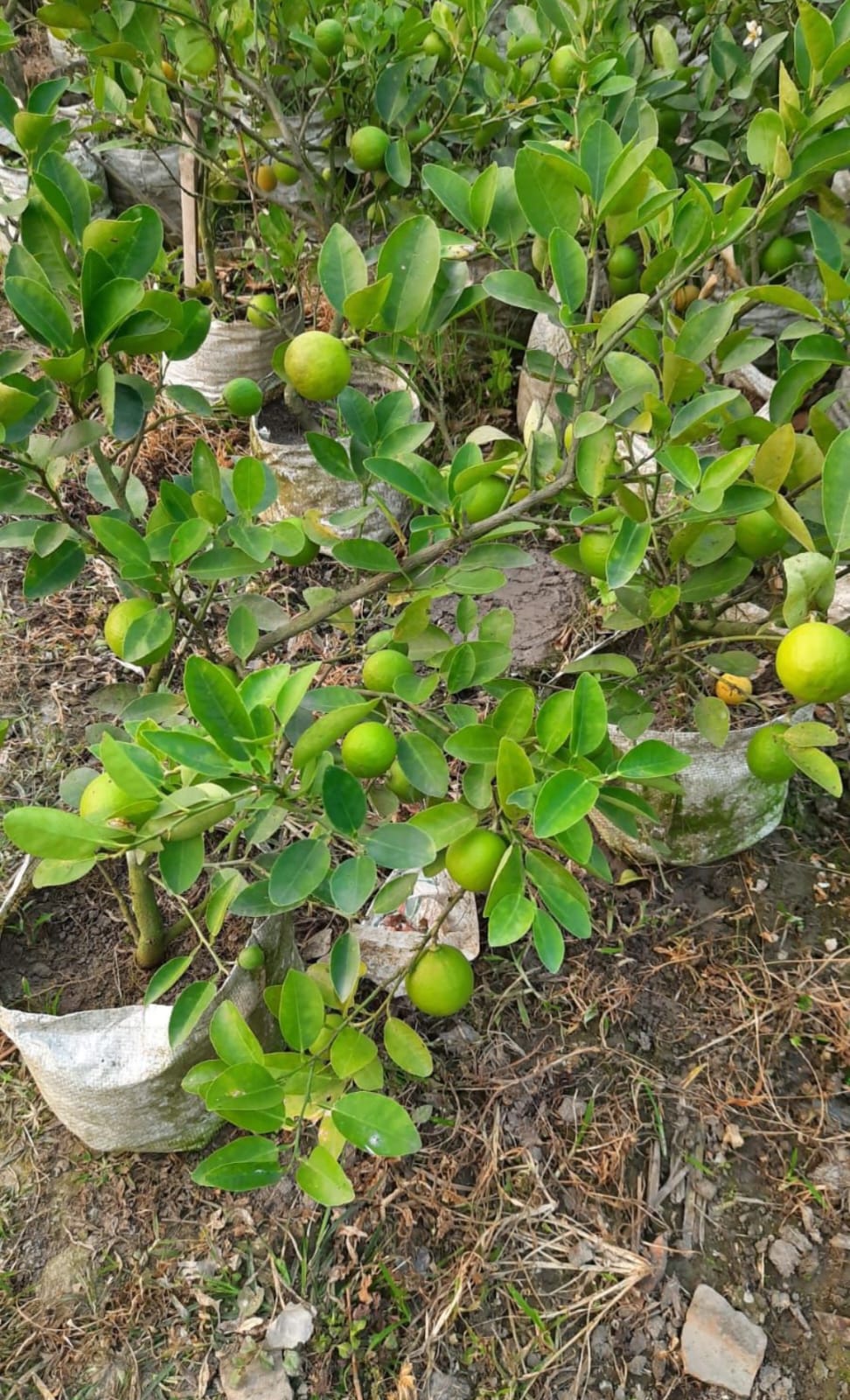 Kagzi Lemon