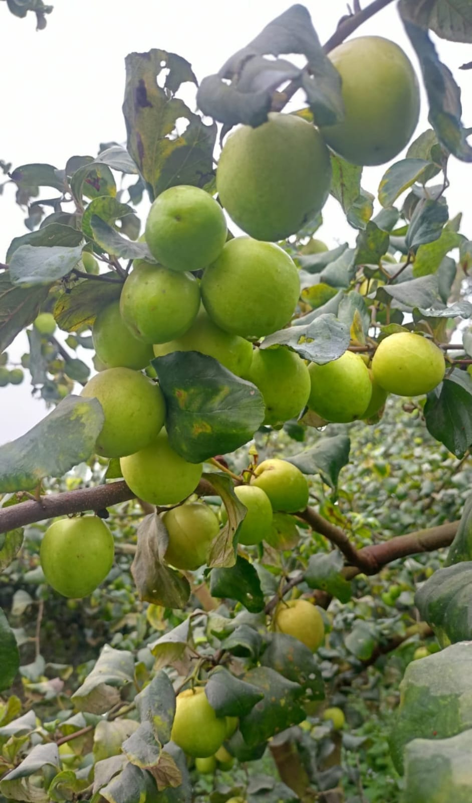 Kashmiri Green Apple Ber - Image 2