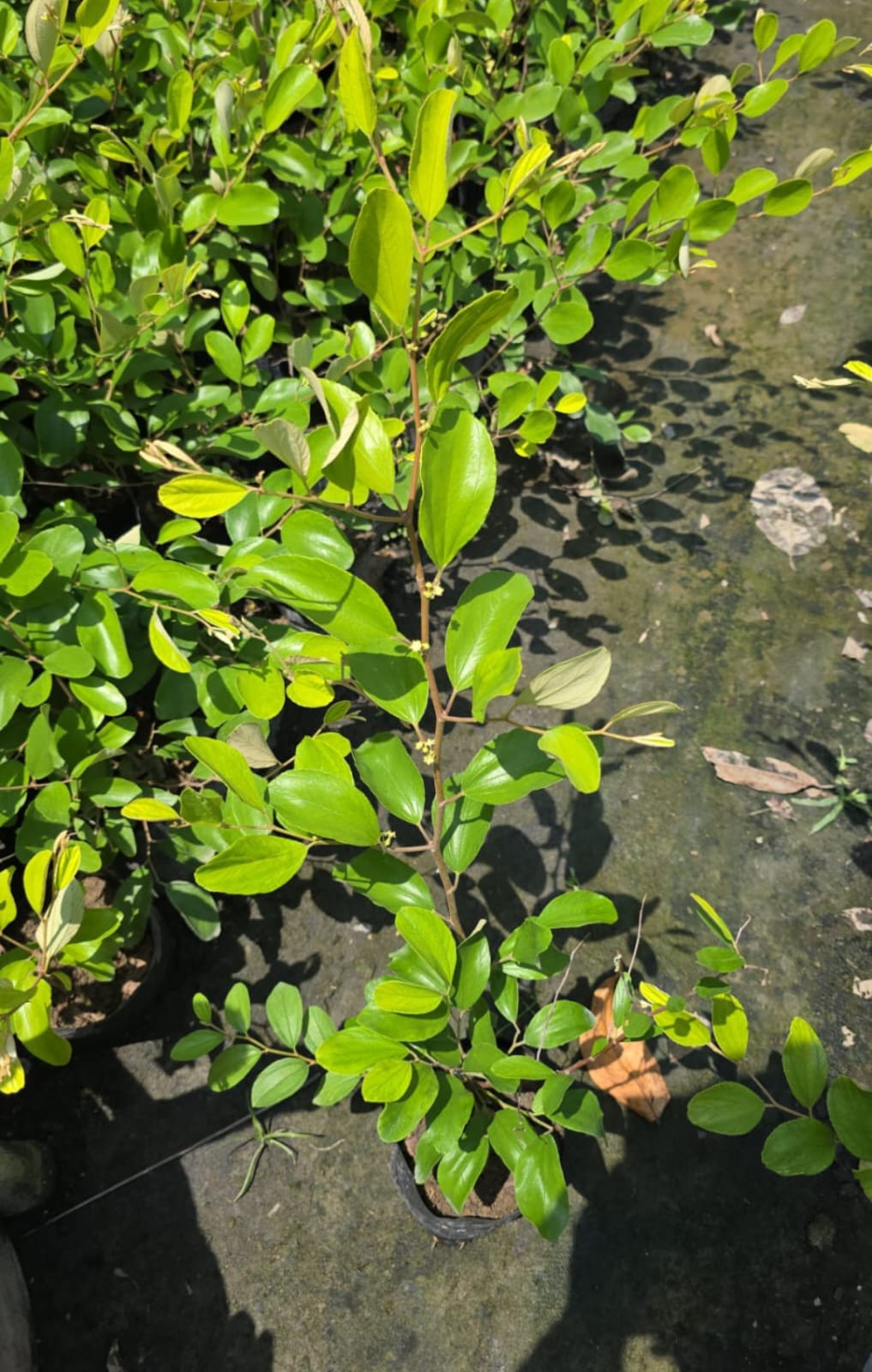 Kashmiri Green Apple Ber - Image 3