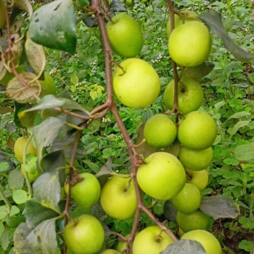 Kashmiri Green Apple Ber