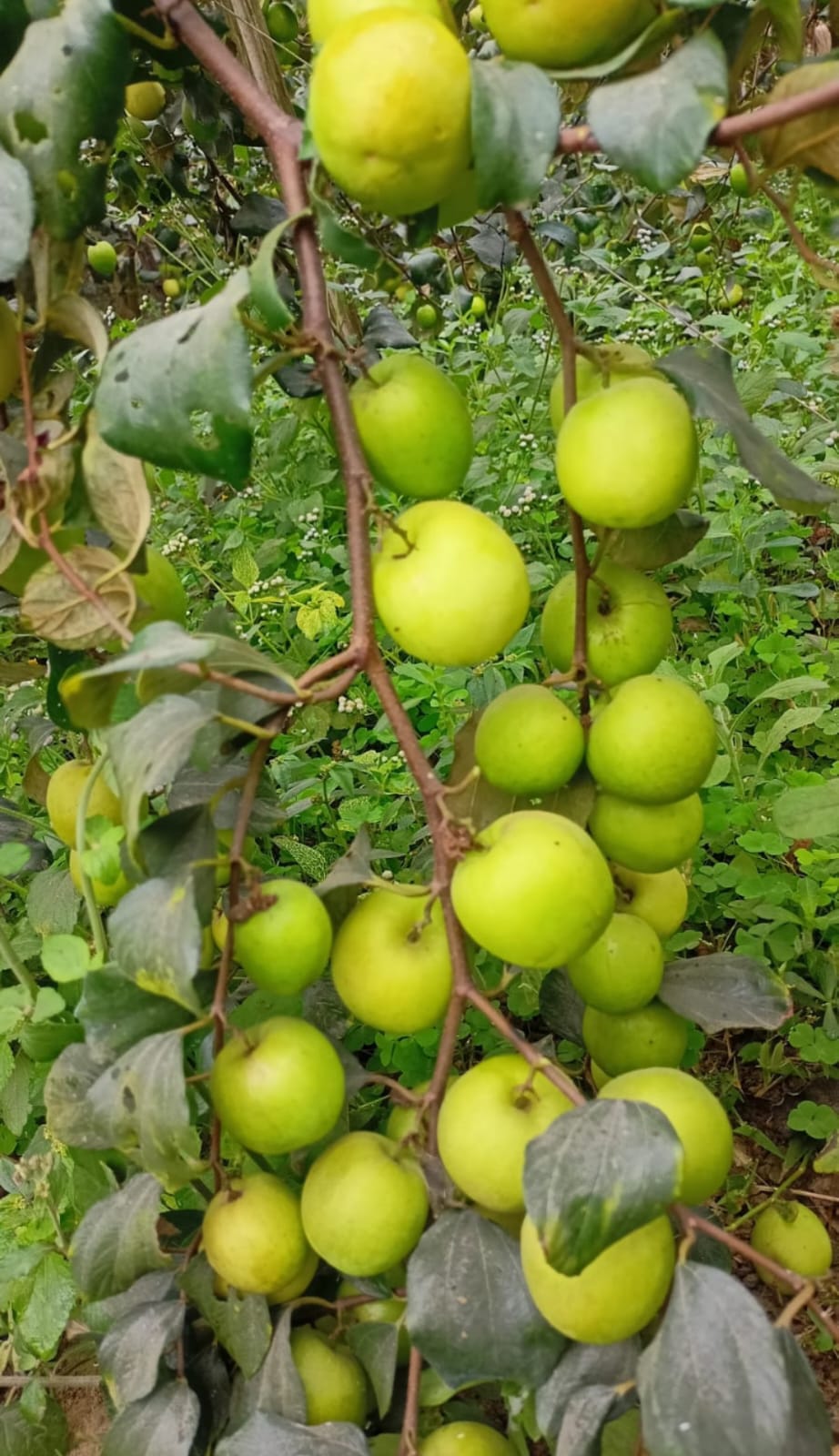 Kashmiri Green Apple Ber