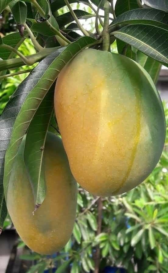 Kesar Mango - Image 2
