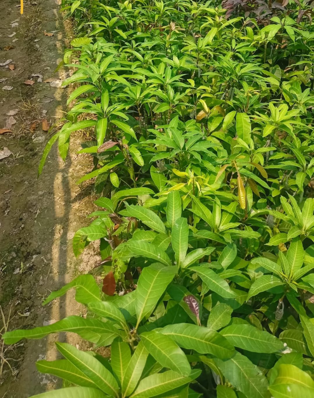 Kesar Mango - Image 3