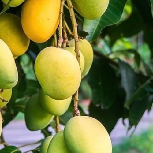Kesar Mango