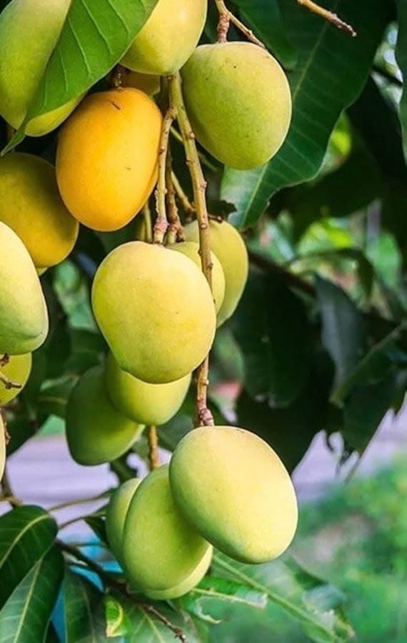 Kesar Mango