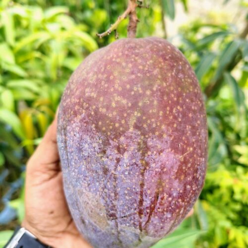 King of Chakapat Mango
